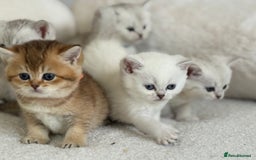 British Shorthair cats for sale: GCCF silver and golden shaded - Image 3