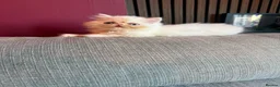 Persian cats for sale: Odd eyed male kitten  - Advert 20