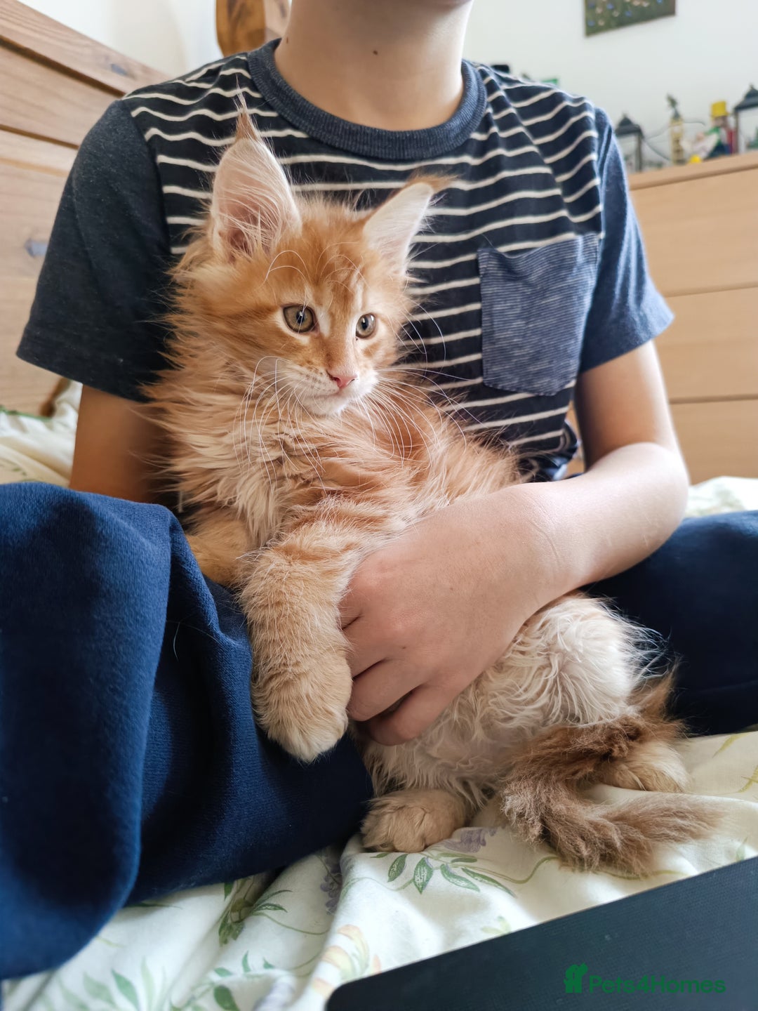 Maine Coon cats for sale: Boy, male Maine Coon  - Advert 4