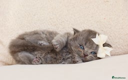 British Shorthair cats for sale: British Shorthair Kittens - Registered & Licensed - Image 12