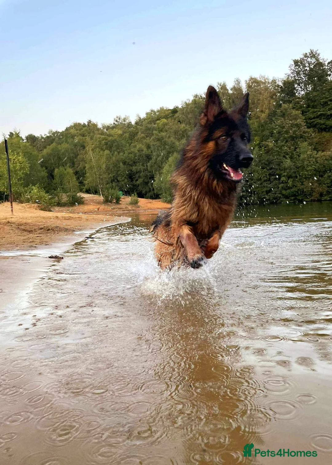 German Shepherd dogs for stud: Long Haired German shepherd  - Advert 2