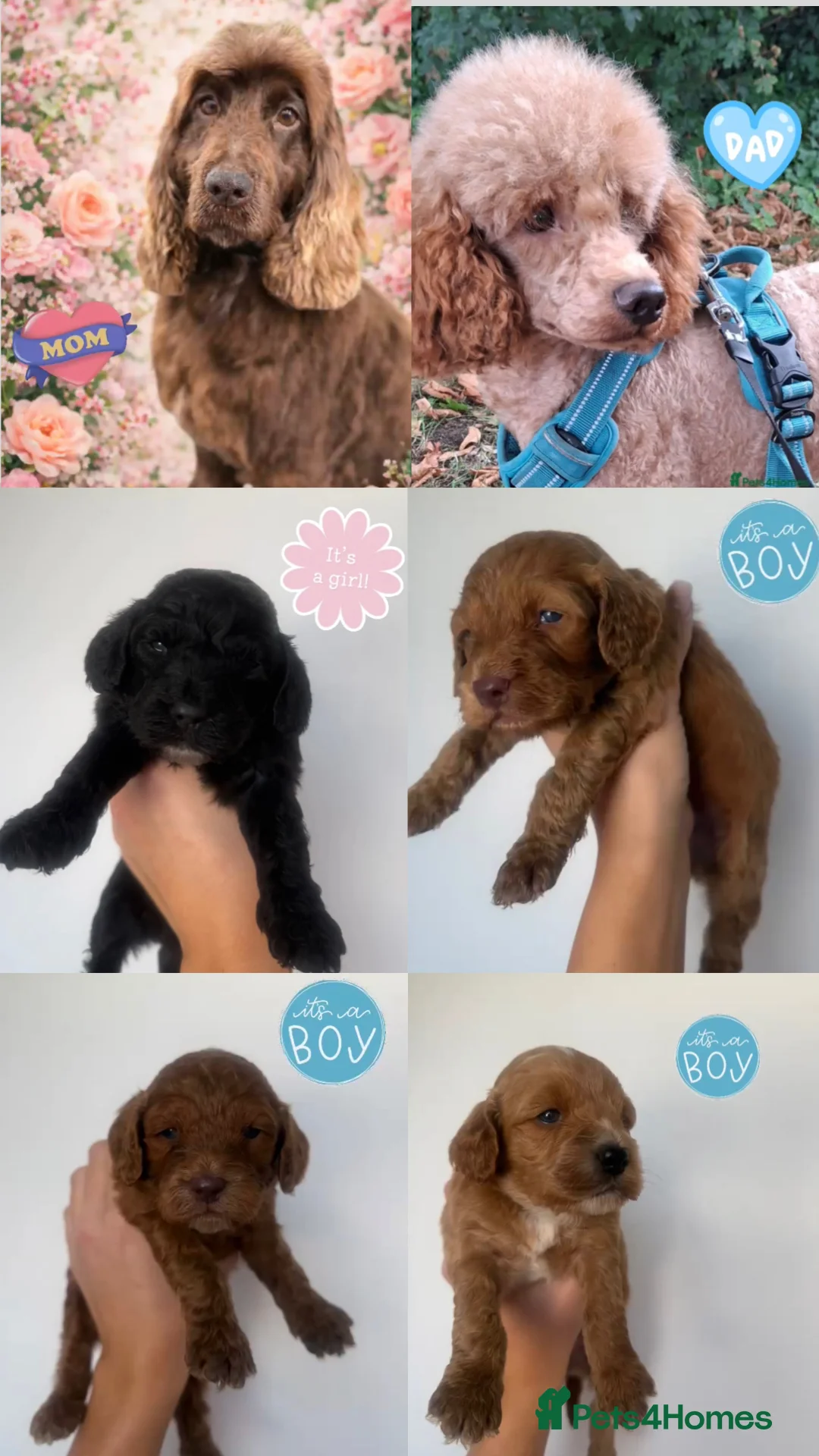 Cockapoo dogs for sale: F1 miniature cockapoo puppies🌟 - Advert 2