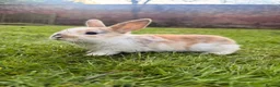 Mixed Breed rabbits for sale: Baby Bunnies! (Ready to Go Home!) - Advert 7