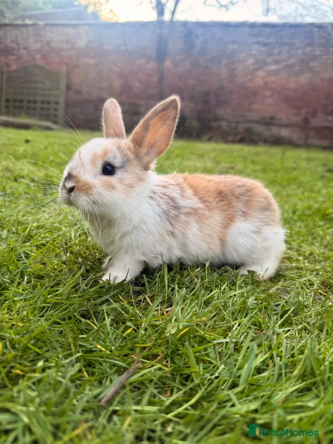 Mixed Breed rabbits for sale: Baby Bunnies! (Ready to Go Home!) - Advert 7