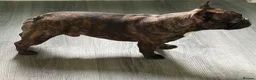 French Bulldog dogs for stud: Standard red brindle stud  - Advert 2