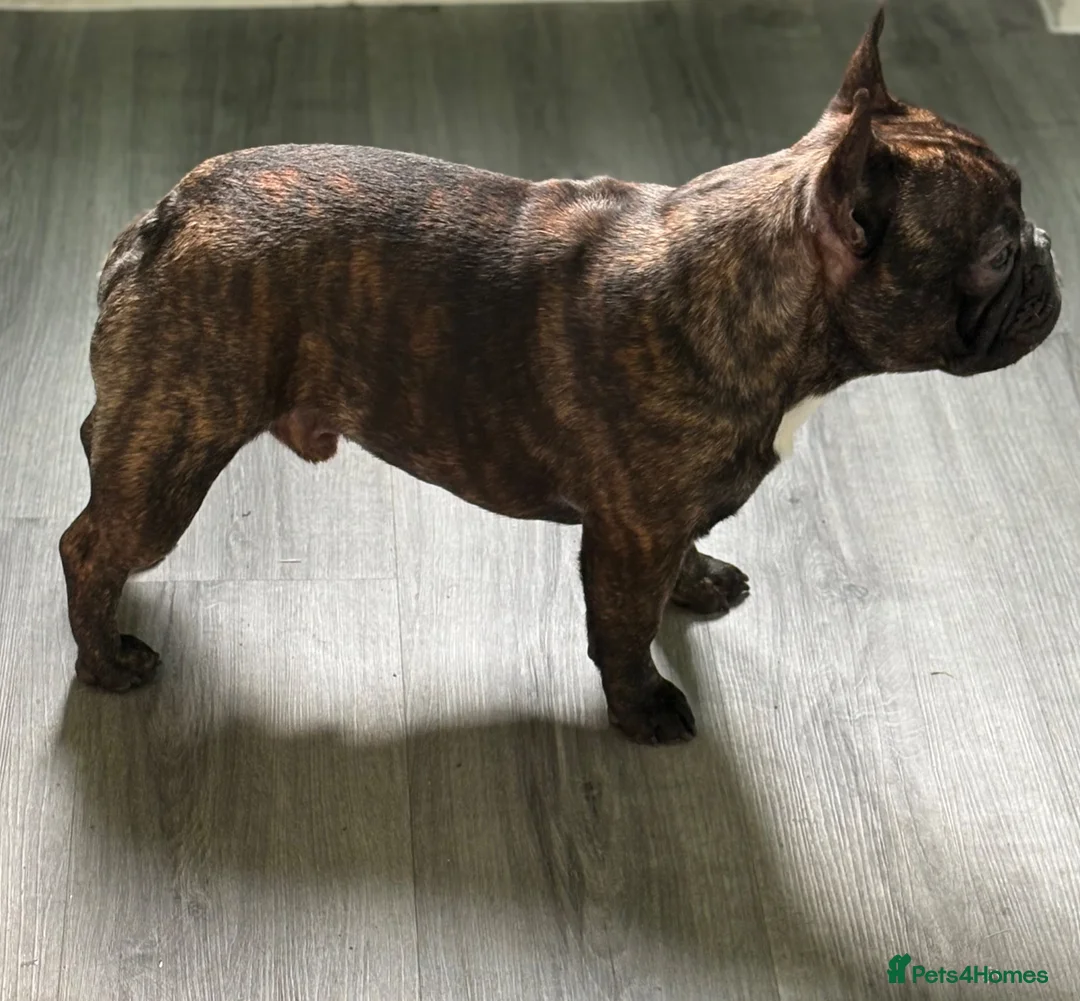 French Bulldog dogs for stud: Standard red brindle stud  - Advert 2