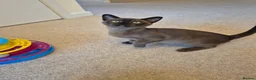 Burmese cats for sale: Stunning Pedigree Burmese Kittens - Advert 6
