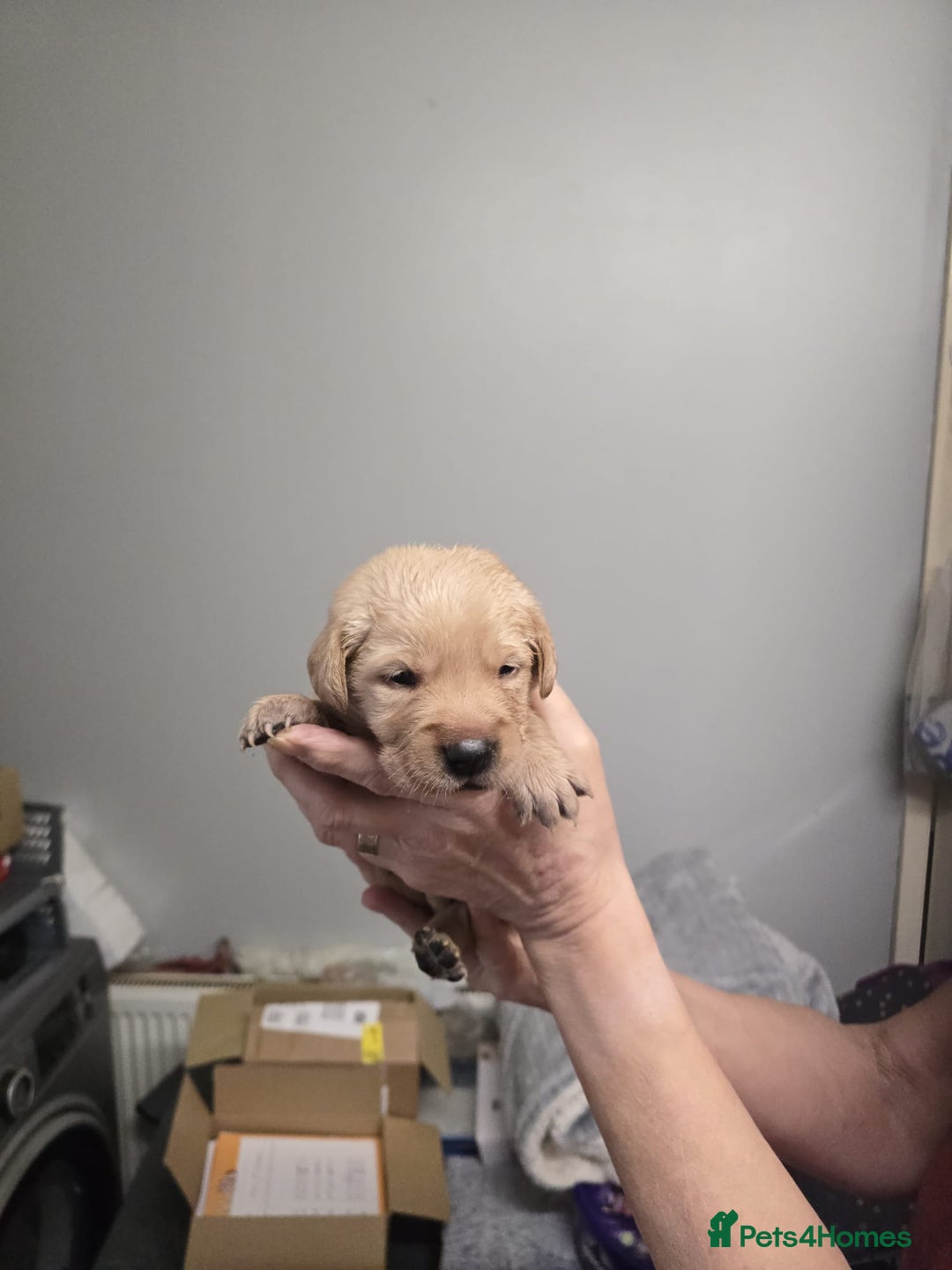 Goldador dogs for sale: Goldador  - Advert 8