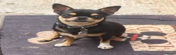 Chihuahua dogs for sale: Beautiful chihuahua girl smooth coat  - Advert 7