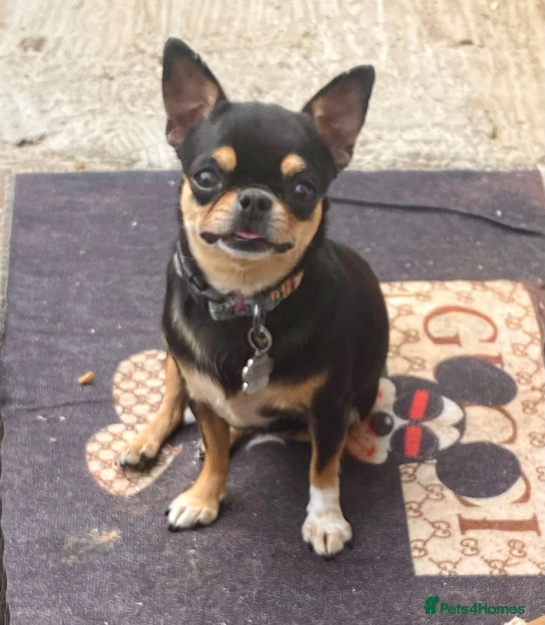 Chihuahua dogs for sale: Beautiful chihuahua girl smooth coat  - Advert 7