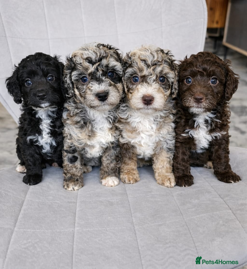 Bernedoodle dogs Bernedoodle Most Wanted F1B - Advert 3