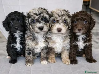 Bernedoodle dogs Bernedoodle Most Wanted F1B - Advert 3