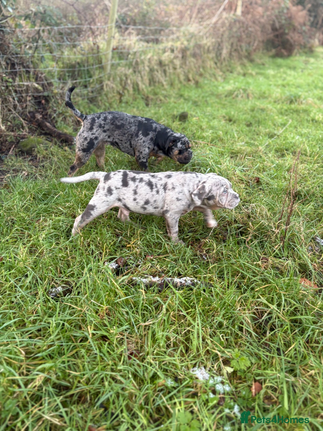 Olde English Bulldogge dogs for sale: 3 male puppy Olde English Bulldogges left - Advert 13