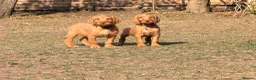 Hungarian Vizsla dogs for sale: Wirehaired Hungarian Vizsla 💕 Ready to Go Home  - Advert 5