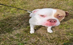 American Bulldog dogs for sale: For sale Johnson American bulldog - Image 4