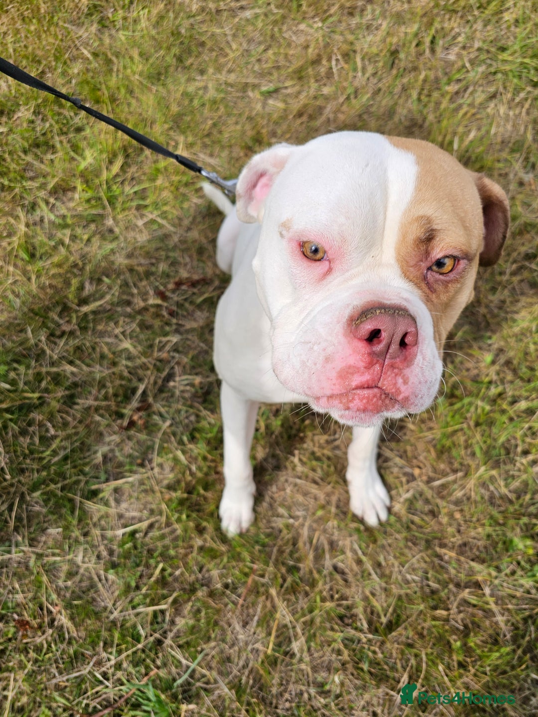 American Bulldog dogs for sale: For sale Johnson American bulldog - Image 4