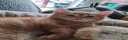 Mixed Breed cats for sale: Beautiful kittens looking for home  - Advert 16