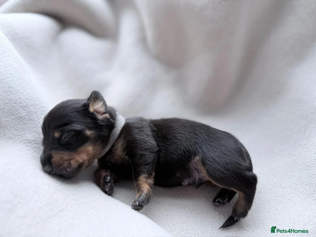 Miniature Dachshund dogs for sale: Miniature Smooth-haired dachshund in Glasgow - Advert 2