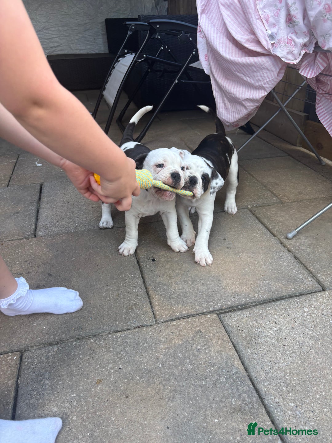 Olde English Bulldogge dogs for sale: Last 2 baby girls left  - Image 39