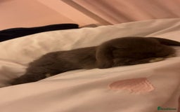 Mini Lop rabbits for sale: Mini lop for sale - Image 3