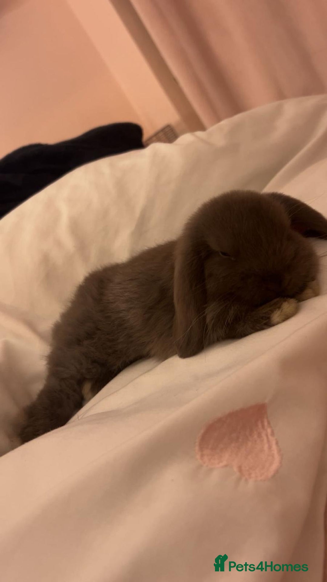 Mini Lop rabbits for sale: Mini lop for sale - Image 3
