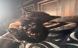 British Shorthair cats for sale: *** Absolutely Stunning Babies**** - Image 12