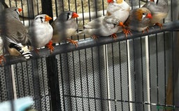 Finches birds for sale: Zebra finches  - Image 2