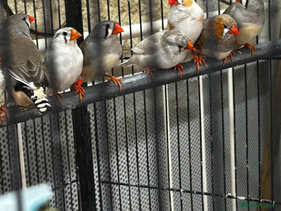 Finches birds for sale: Zebra finches  - Image 2