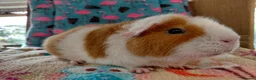 Guinea Pig rodents for sale: Young Adult Sows Retirement/Pet Homes ONLY RTR  - Advert 3
