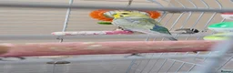 Budgerigars birds for sale: Colourful male and female budgies - Advert 3