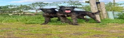 Lurcher dogs for sale: 2 lurchers for good home  in Liverpool - Advert 5