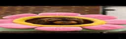 Cockapoo dogs for sale: 🐶 Cockerpoo Puppies – Loving Forever Homes 🐶 - Advert 26
