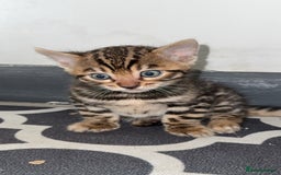 Bengal cats for sale: 3 beautiful pure breed bengals  - Image 8