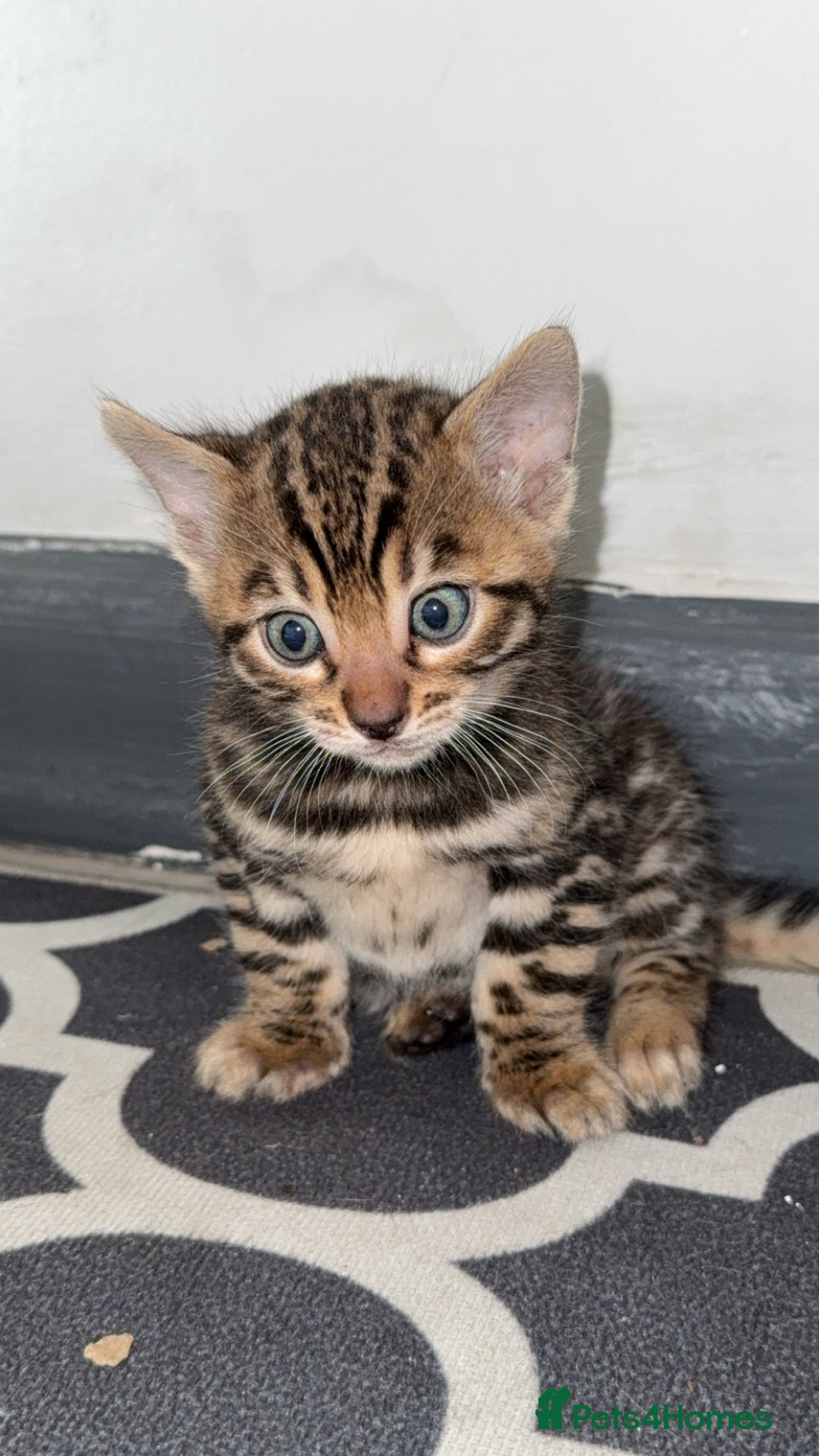 Bengal cats for sale: 3 beautiful pure breed bengals  - Image 8