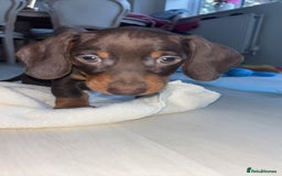 Dachshund dogs for sale: Dachshund pup  - Image 2
