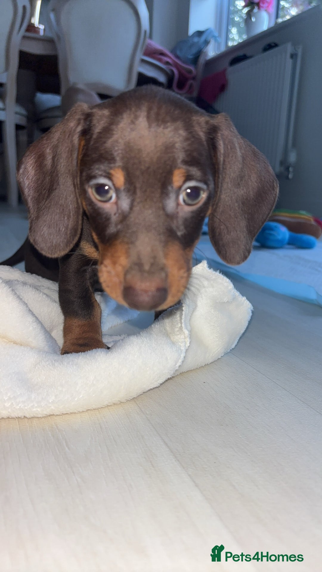 Dachshund dogs for sale: Dachshund pup  - Image 2