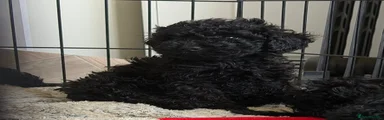 Cockapoo Puppy 5