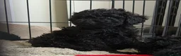 Cockapoo dogs for sale: Beautiful F1b Cockapoo puppies  - Advert 5