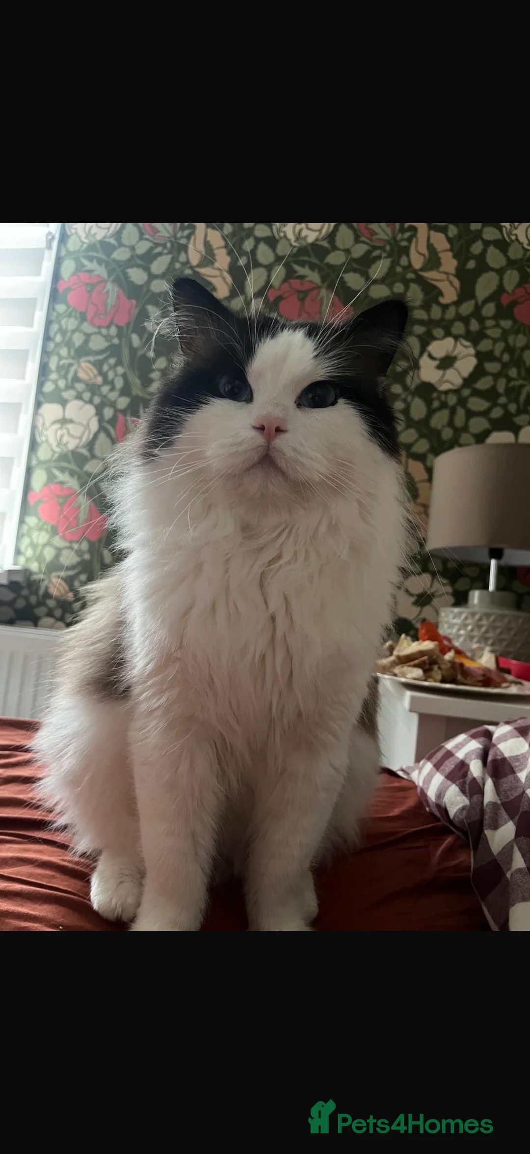 Ragdoll cats for sale: Ragdolls for adoption together  - Advert 1