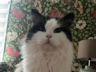 Ragdoll cats Ragdolls for adoption together - Advert 1