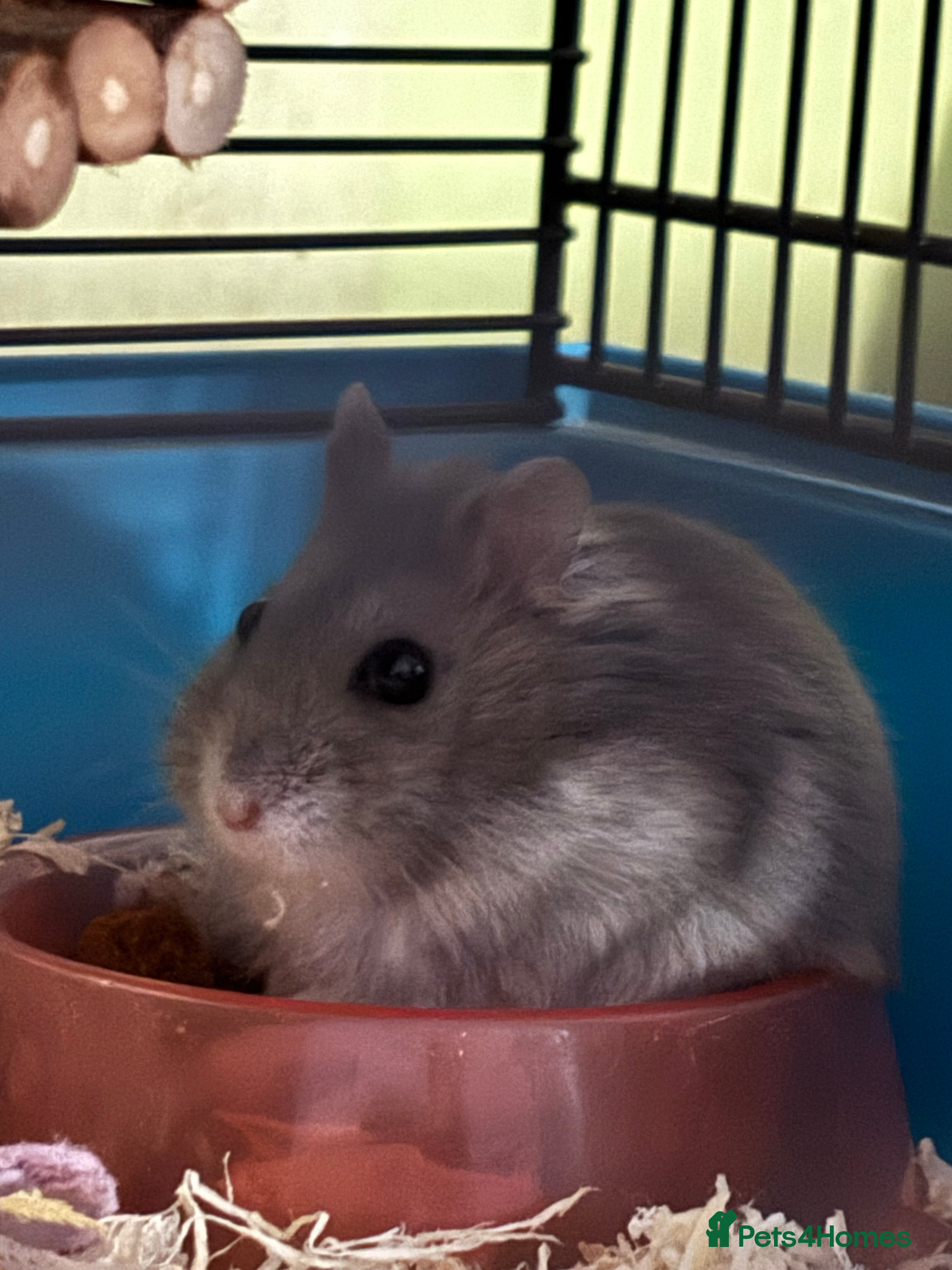 Hamster rodents Spook is looking for his forever home🏡 - Advert 2