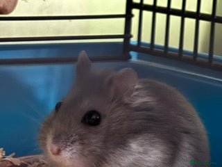 Hamster rodents Spook is looking for his forever home🏡 - Advert 2