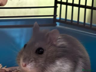 Hamster rodents Spook is looking for his forever home🏡 - Advert 7