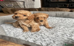 Cockapoo dogs for sale: F1B TOY COCKAPOO PUPPIES - Image 6