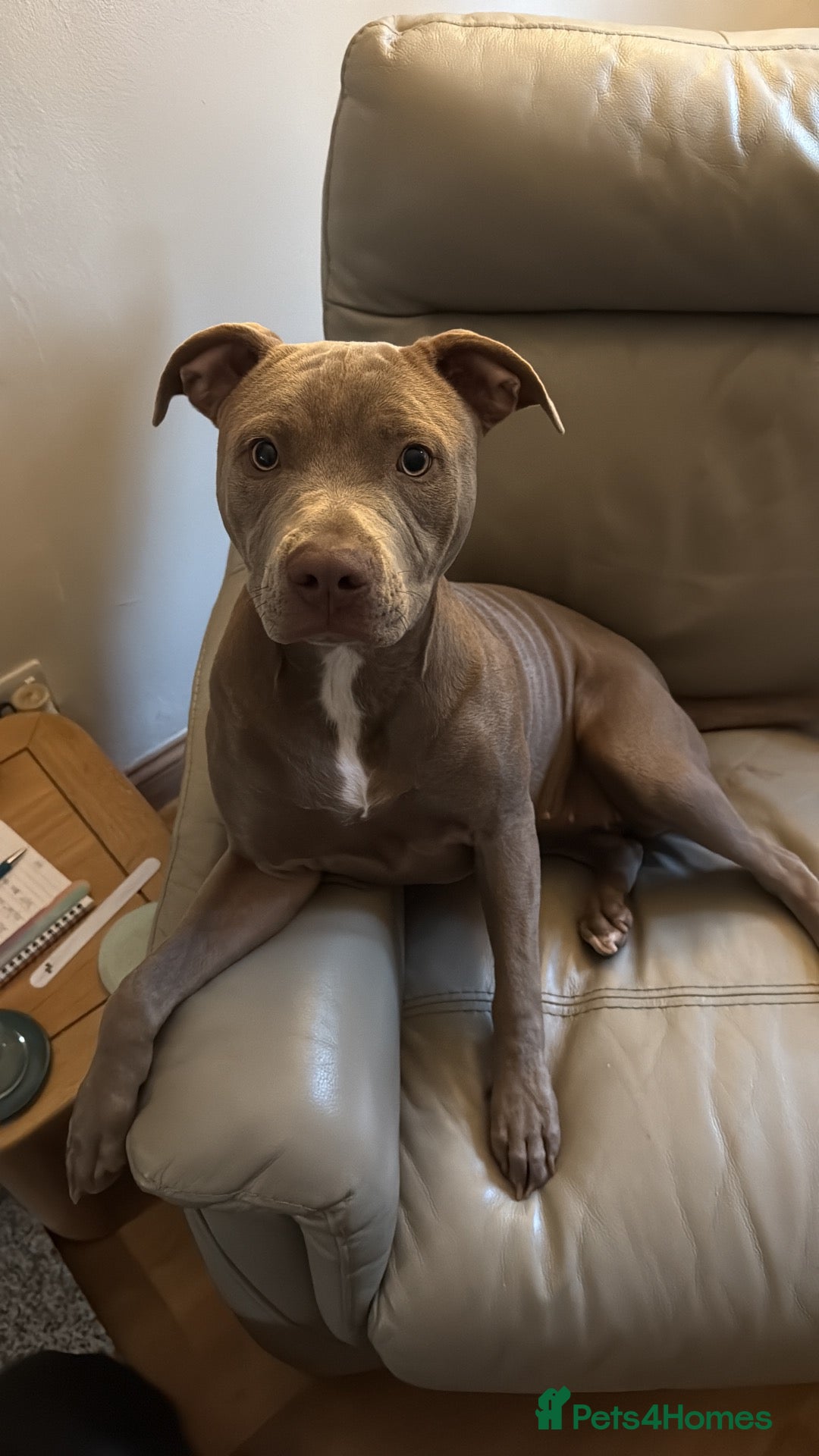 Staffordshire Bull Terrier dogs Darcy - Advert 1