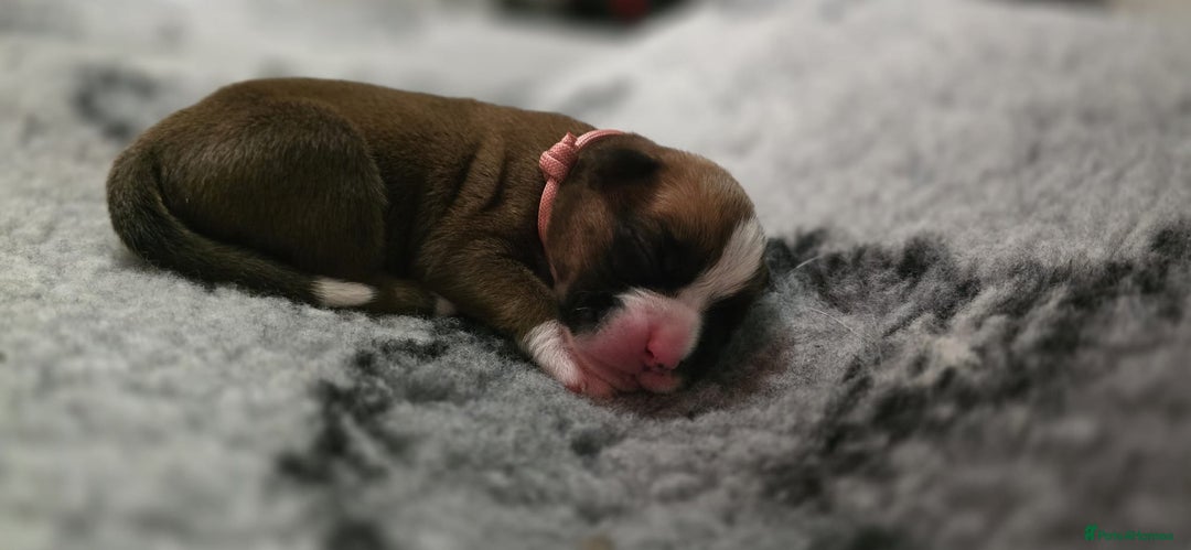 Boxer dogs for sale: Boxer puppies - Image 10