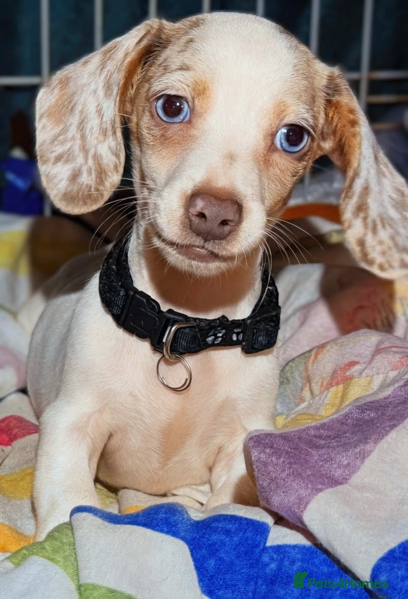 Miniature Dachshund dogs Pure Miniatures Ready To Go Home  - Advert 10