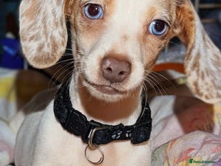 Miniature Dachshund dogs Pure Miniatures Ready To Go Home - Advert 10