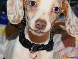 Miniature Dachshund dogs Pure Miniatures Ready To Go Home - Advert 1