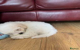Bichon Frise dogs for sale: Bichon frise puppies 2 boys 1 girl - Image 12